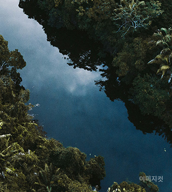 장산을 떠올리게 하는 울창한 나무와 하늘